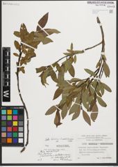 Foto von Salix helvetica Vill. x Salix waldsteiniana Willd.